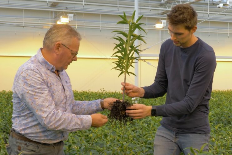 Hoe draagt silicium bij aan een weerbare plant?